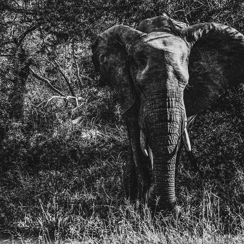 “A friend is someone who gives you total freedom to be yourself.”
-Jim Morrison
#elephant #blackandwhite #monochrome #photo #naturephotography #viktorohlin #allinvision #aiv #bw #south #africa #grey #instashot #elephants